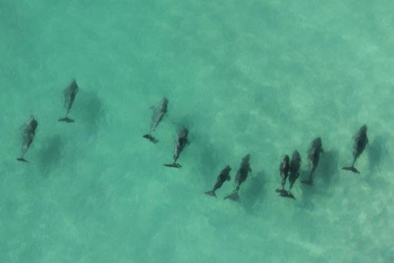 dolphin