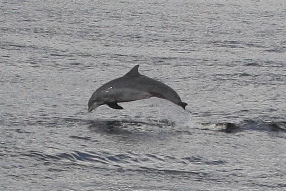 Capt. Anderson III - Shell Island & Dolphin Encounter