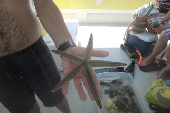 See Sea Creatures