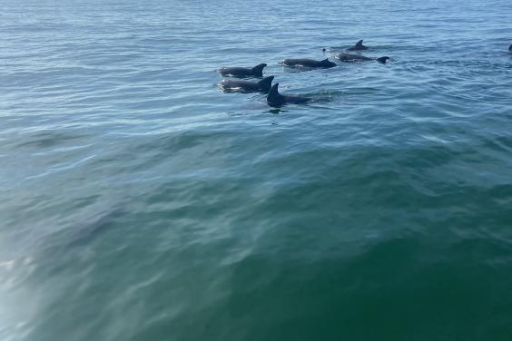 Dolphin sightings