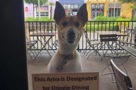 Dog Dining