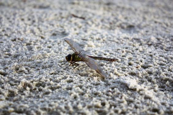 Dragonfly on Sand