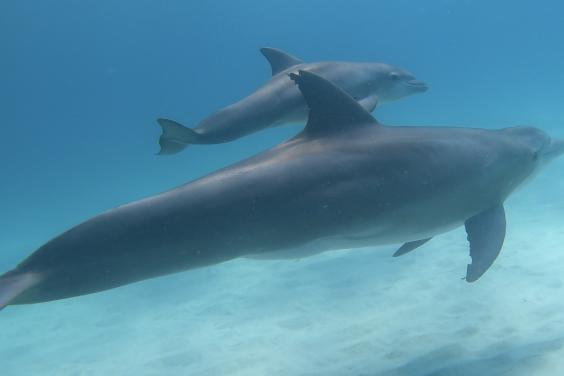 Baby dolphin and momma