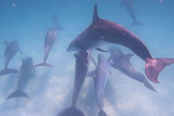 Large pod of dolphins