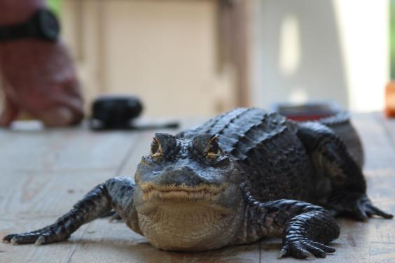 alligator on table