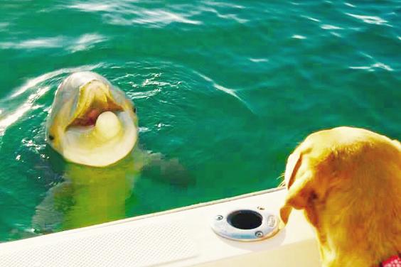 Bring your furry friends for the fun!