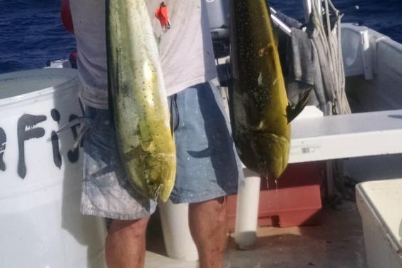 mahi