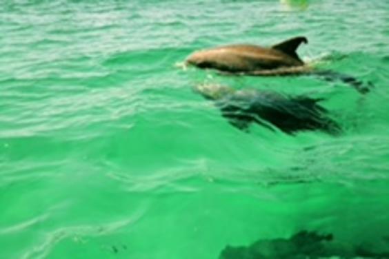 Dolphin trip April 10th 2017 Dolphins in ten feet of water off Shell Island!!