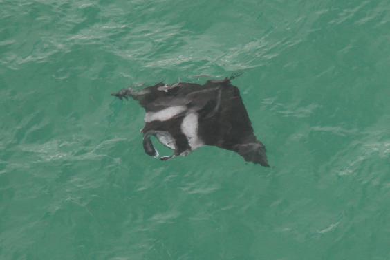 ray