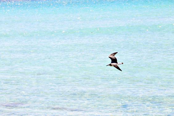 Beautiful Beaches in Panama City Beach Florida