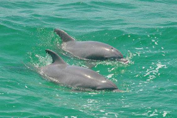 Dolphin Pair
