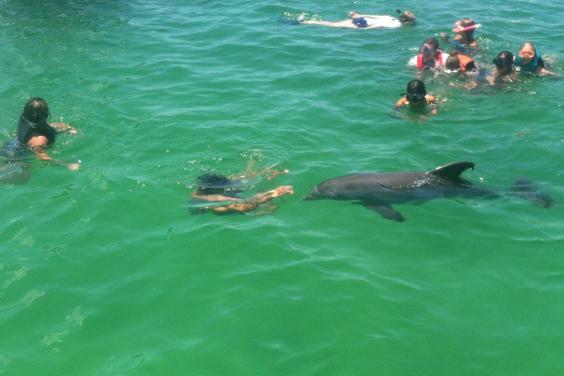 Flippers Dolphin Tours