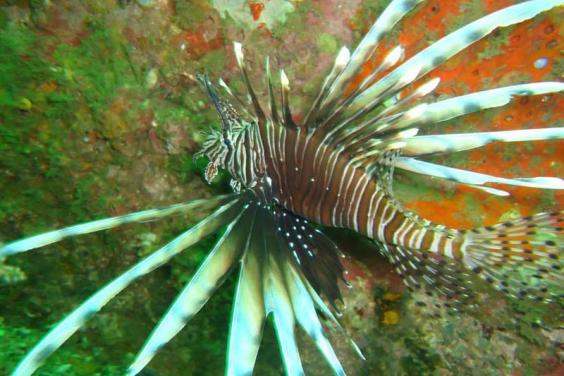 Lion Fish