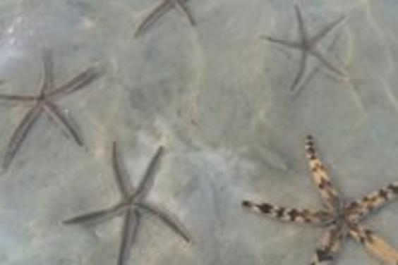 Starfish