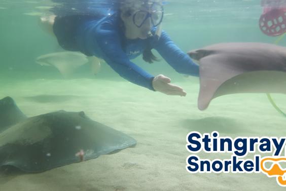 Stingray Snorkel