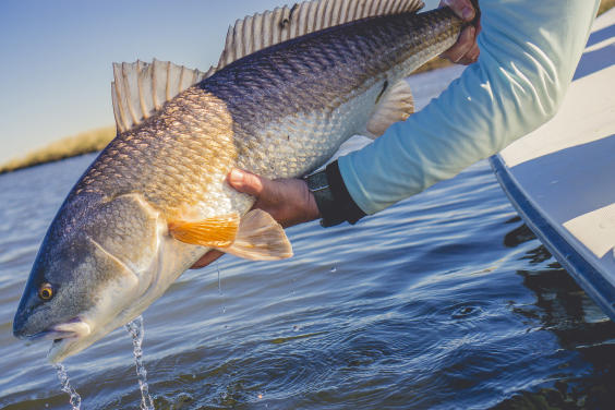 redfish1