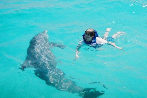 Dolphin Tours & More Cody & Dolphin