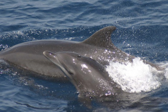 mom & baby dolphin