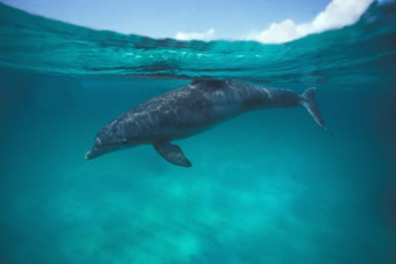 Under the surface
