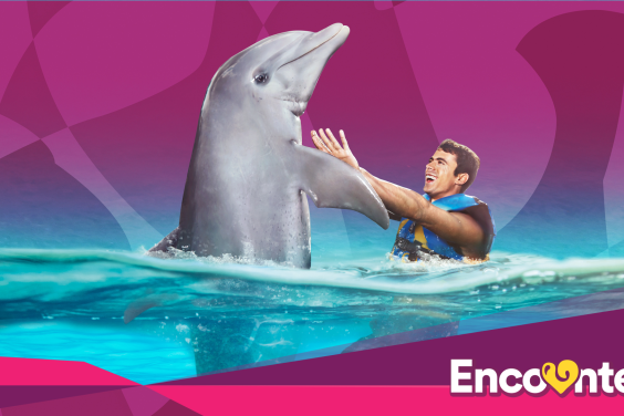 Dolphin Encounter