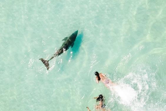 Swimming with wild dolphins