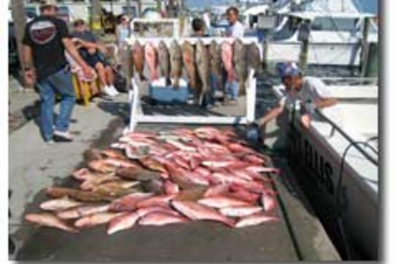 What a MESS~! Red Snappers & Groupers