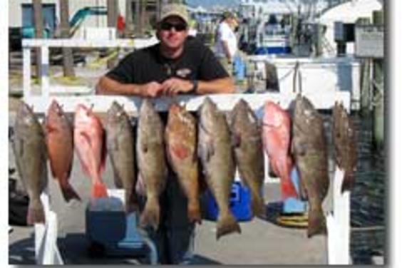 Scamp, Red Snapper, Black & Red Grouper~!