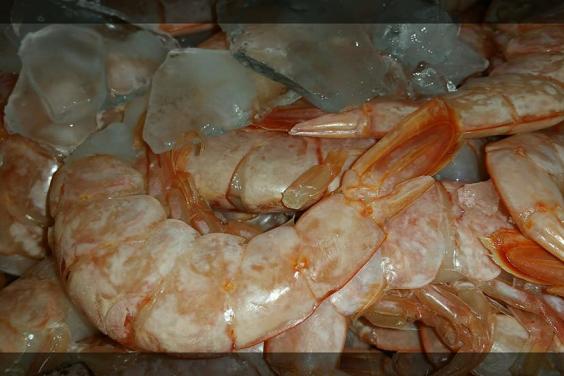 Fresh Shrimp