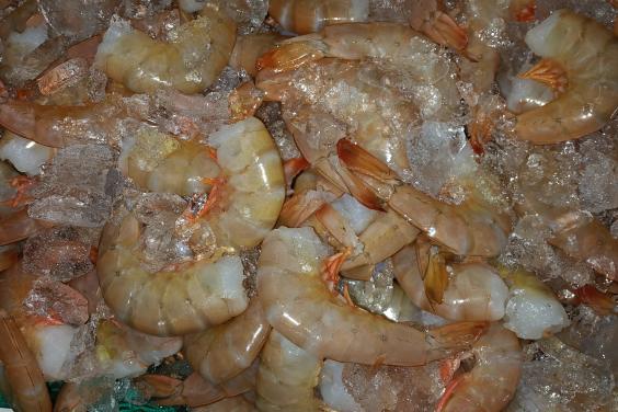 Shrimp of all sizes available