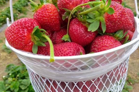 R&r Berries