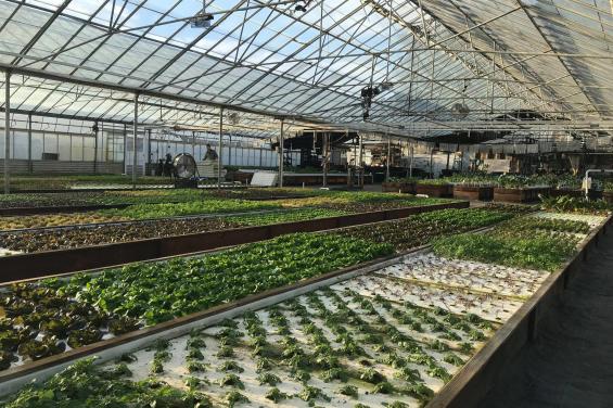 Aquaponics_Farms_HalfMoonBay 2