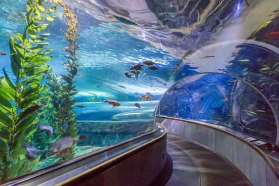 Aquarium of the Bay 1