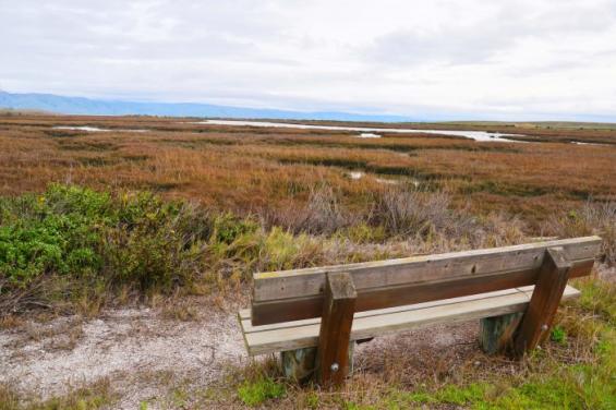 Baylands_Nature_Preserve_by_Edna_Takeda_Geller_(18).jpg