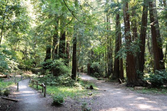 Redwood Trees by Edna Takeda Geller