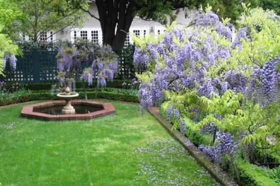 Gamble_Gardens_Wisteria_Garden_(Copy).JPG