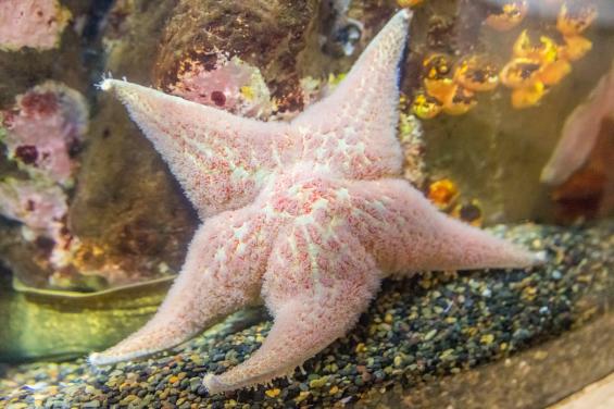 Aquarium of the Bay 4