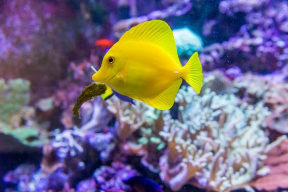 Aquarium of the Bay 5