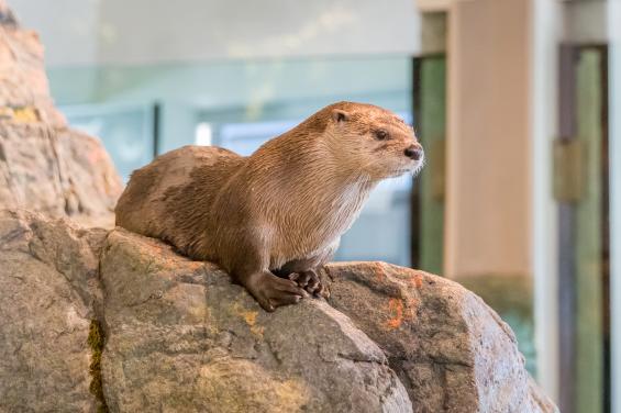 Aquarium of the Bay 7