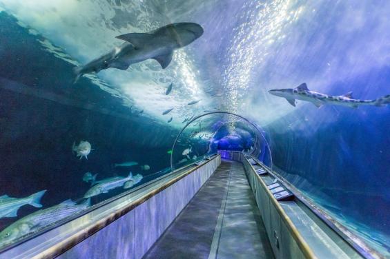Aquarium of the Bay 9