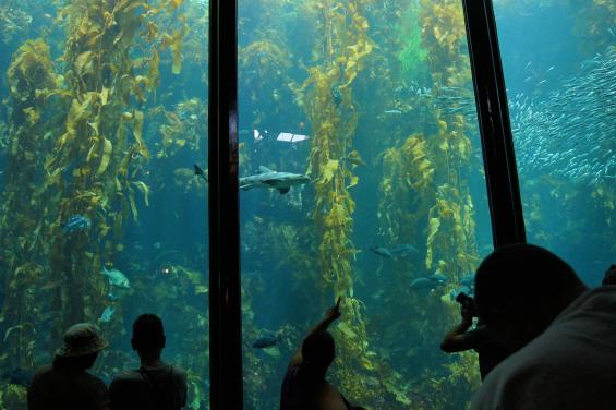 Monterey Bay Aquarium - Kelp Forest