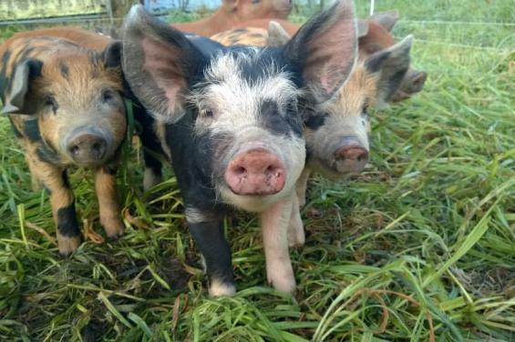 Root_Down_Farm_Pigs