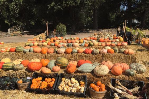 cozzolino pumpkin patch