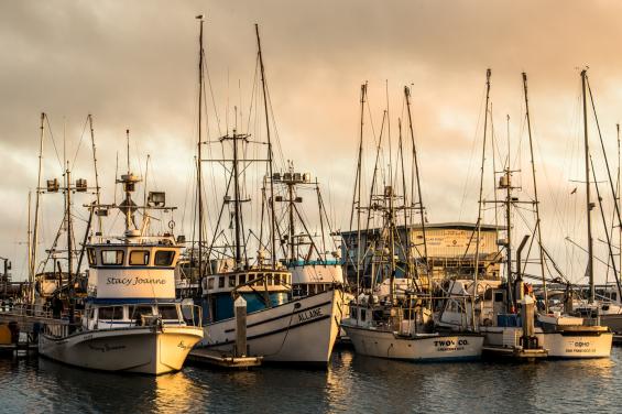 Pillar Point Harbor by Bradley Wittke