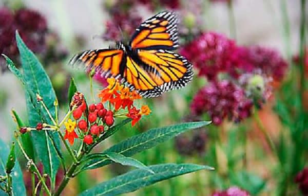 Celebrate Earth Day In Huntington Beach With 4 Beautiful
