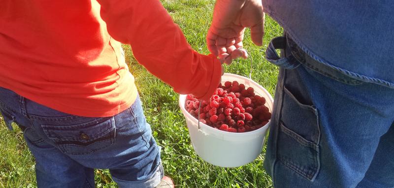 Picking raspberries at Anderson Orchard