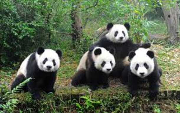 Zoo Atlanta