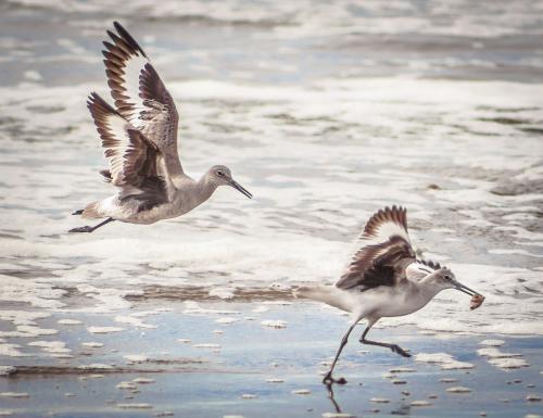 Birds on beach