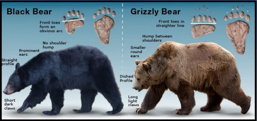 identification chart for black and brown bears