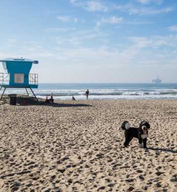 Pet Friendly Huntington Beach Dog Parks Beaches Hotels