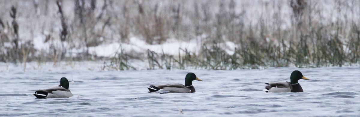 Duck Hunting
